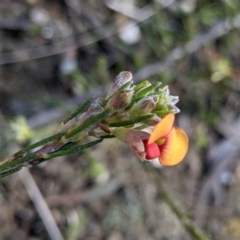 Dillwynia sericea at Currawang, NSW - suppressed