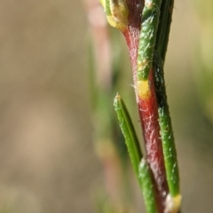 Dillwynia sericea at Currawang, NSW - suppressed