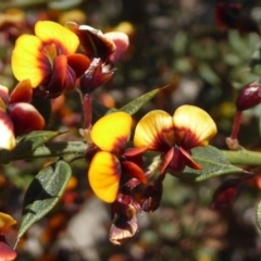 Daviesia ulicifolia subsp. ruscifolia (Broad-leaved Gorse Bitter Pea) at Bruce Ridge to Gossan Hill - 19 Sep 2021 by Dibble