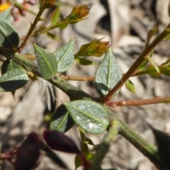 Daviesia ulicifolia subsp. ruscifolia at Bruce, ACT - 19 Sep 2021