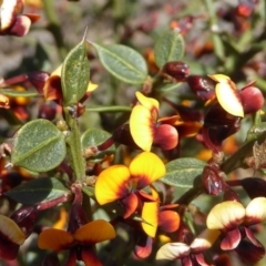 Daviesia ulicifolia subsp. ruscifolia at Bruce, ACT - 19 Sep 2021