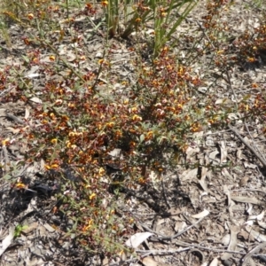 Daviesia ulicifolia subsp. ruscifolia at Bruce, ACT - 19 Sep 2021