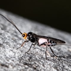 Callibracon capitator (White Flank Black Braconid Wasp) at Umbagong District Park - 20 Sep 2021 by Roger