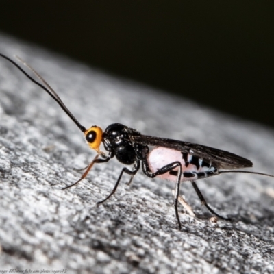 Callibracon capitator (White Flank Black Braconid Wasp) at Macgregor, ACT - 20 Sep 2021 by Roger