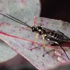 Sericopimpla sp. (genus) (Case Moth Larvae Parasite Wasp) at Latham, ACT - 20 Sep 2021 by Roger