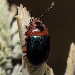 Calomela moorei (Acacia Leaf Beetle) at Latham, ACT - 20 Sep 2021 by Roger