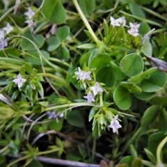 Sherardia arvensis (Field Madder) at Gigerline Nature Reserve - 19 Sep 2021 by JohnBundock