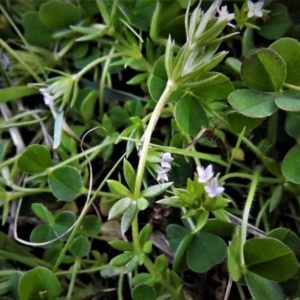 Sherardia arvensis at Tennent, ACT - 19 Sep 2021