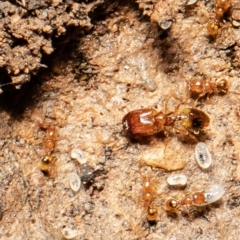 Pheidole sp. (genus) (Seed-harvesting ant) at Downer, ACT - 14 Sep 2021 by Roger