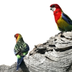 Platycercus eximius (Eastern Rosella) at Mount Ainslie - 10 Sep 2021 by jb2602