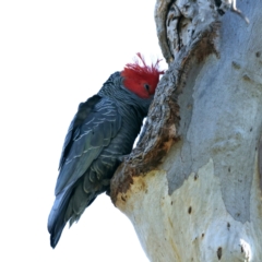 Callocephalon fimbriatum (Gang-gang Cockatoo) at Mount Ainslie - 8 Sep 2021 by jb2602