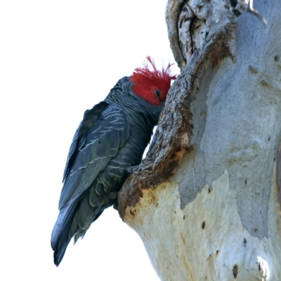 Callocephalon fimbriatum (Gang-gang Cockatoo) at Mount Ainslie - 8 Sep 2021 by jbromilow50