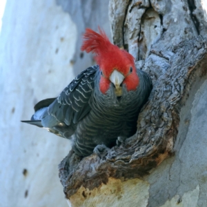 Callocephalon fimbriatum at Ainslie, ACT - suppressed