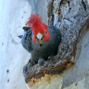 Callocephalon fimbriatum at Ainslie, ACT - suppressed