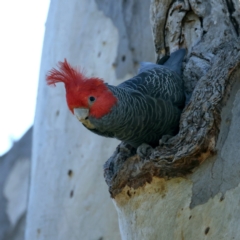 Callocephalon fimbriatum at Ainslie, ACT - suppressed