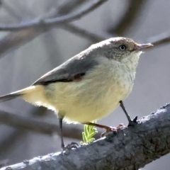 Acanthiza reguloides (Buff-rumped Thornbill) at Majura, ACT - 10 Sep 2021 by jb2602