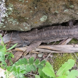 Pogona barbata at Holt, ACT - suppressed