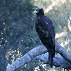 Aquila audax (Wedge-tailed Eagle) at Mount Ainslie - 7 Sep 2021 by jb2602