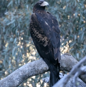 Aquila audax at Majura, ACT - suppressed