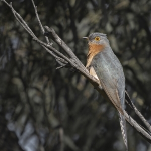 Cacomantis flabelliformis at Forde, ACT - 19 Sep 2021