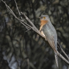Cacomantis flabelliformis (Fan-tailed Cuckoo) at Forde, ACT - 18 Sep 2021 by trevsci
