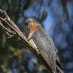 Cacomantis flabelliformis at Forde, ACT - 19 Sep 2021