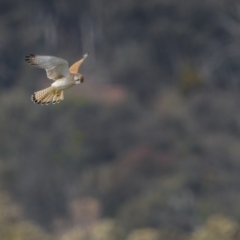 Falco cenchroides (Nankeen Kestrel) at Goorooyarroo NR (ACT) - 18 Sep 2021 by trevsci