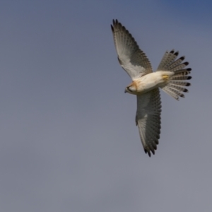 Falco cenchroides at Forde, ACT - 19 Sep 2021