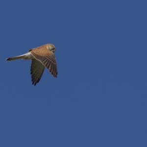 Falco cenchroides at Forde, ACT - 19 Sep 2021