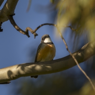 Pachycephala rufiventris (Rufous Whistler) at Goorooyarroo NR (ACT) - 18 Sep 2021 by trevsci