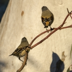 Pardalotus striatus at Forde, ACT - 19 Sep 2021