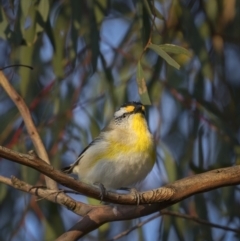 Pardalotus striatus at Forde, ACT - 19 Sep 2021