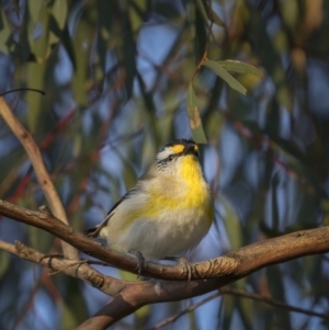 Pardalotus striatus at Forde, ACT - 19 Sep 2021