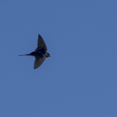 Hirundo neoxena (Welcome Swallow) at Forde, ACT - 18 Sep 2021 by trevsci