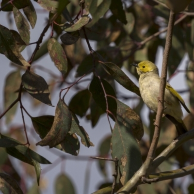 Ptilotula penicillata (White-plumed Honeyeater) at Forde, ACT - 19 Sep 2021 by trevsci