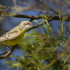 Gerygone olivacea at Forde, ACT - 19 Sep 2021