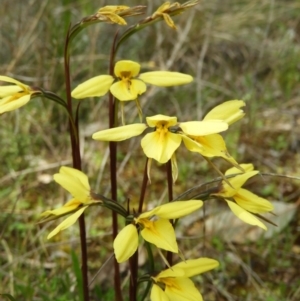 Diuris chryseopsis at Kambah, ACT - suppressed