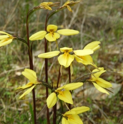 Diuris chryseopsis (Golden Moth) at Kambah, ACT - 20 Sep 2021 by MatthewFrawley