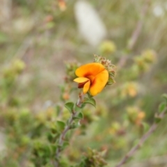 Pultenaea procumbens (Bush Pea) at Mount Taylor - 20 Sep 2021 by MatthewFrawley