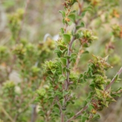 Pultenaea procumbens at Kambah, ACT - 20 Sep 2021