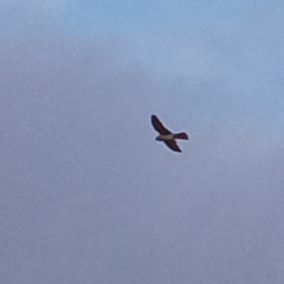Falco cenchroides (Nankeen Kestrel) at Urambi Hills - 20 Sep 2021 by michaelb