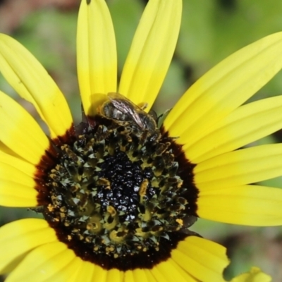 Lasioglossum (Chilalictus) sp. (genus & subgenus) (Halictid bee) at Cook, ACT - 1 Sep 2020 by Tammy