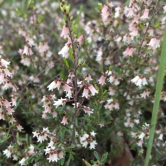 Cryptandra amara (Bitter Cryptandra) at Hawker, ACT - 20 Sep 2021 by SarahEarle