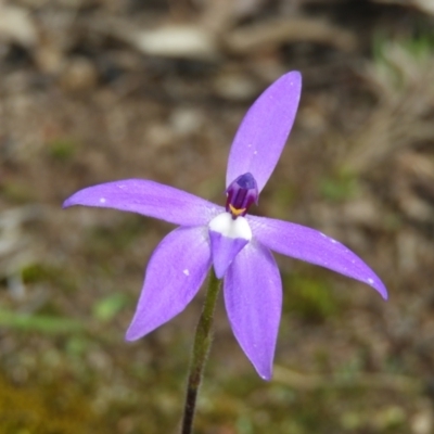 Glossodia major (Wax Lip Orchid) at Mount Taylor - 20 Sep 2021 by MatthewFrawley