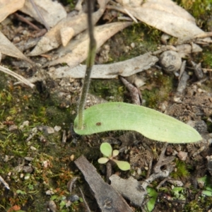 Glossodia major at Kambah, ACT - suppressed