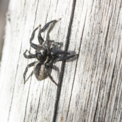 Jotus auripes (Jumping spider) at Bruce Ridge - 22 Jul 2021 by AlisonMilton