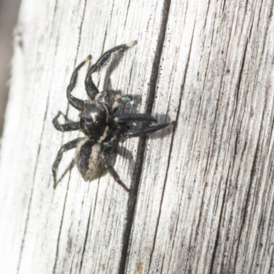 Jotus auripes (Jumping spider) at Bruce, ACT - 22 Jul 2021 by AlisonMilton