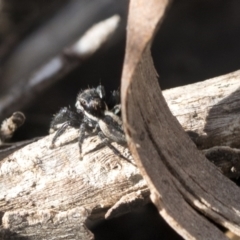 Jotus auripes at Bruce, ACT - 22 Jul 2021 01:24 PM