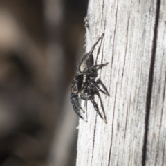 Jotus auripes at Bruce, ACT - 22 Jul 2021 01:24 PM