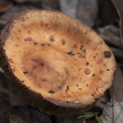 Leratiomyces ceres (Leratiomyces ceres) at Higgins, ACT - 11 Jul 2021 by AlisonMilton